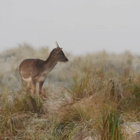 Zandkasteel Lägenhet