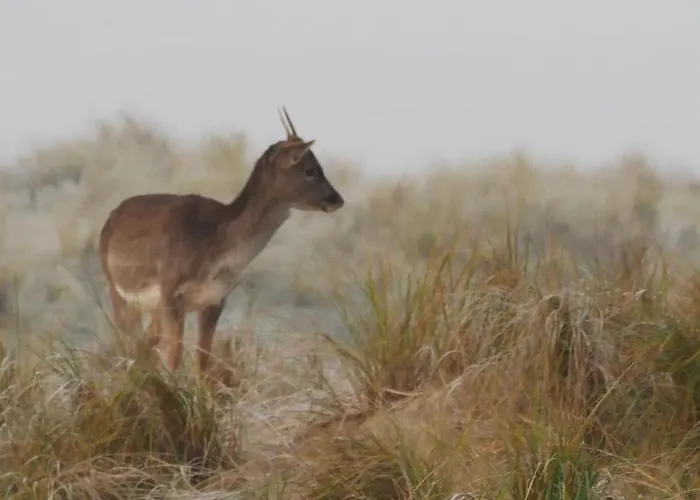Zandkasteel 아파트